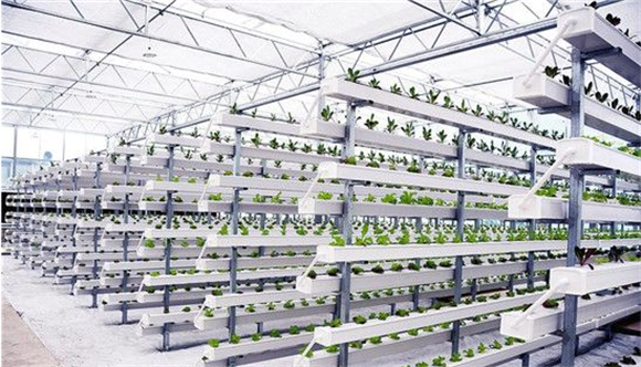 3鲁渝协作（开州）现代农业产业园，智能玻璃棚里的蔬菜特菜标准化生产车间。通讯员  余清英 摄