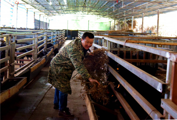 养殖场中，工人正在给山羊喂草料。通讯员 刘琦 摄