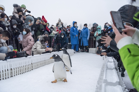 哈尔滨极地公园的企鹅在户外“溜达”。
