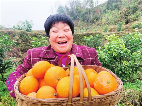 柑橘丰收，村民乐开怀。通讯员 杨丽媛 摄
