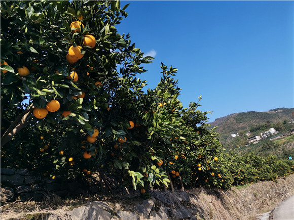 金灿灿的柑橘挂满枝头。通讯员 欧阳林 摄