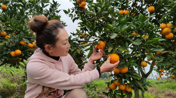 游客采摘血橙。通讯员 袁启芳 摄