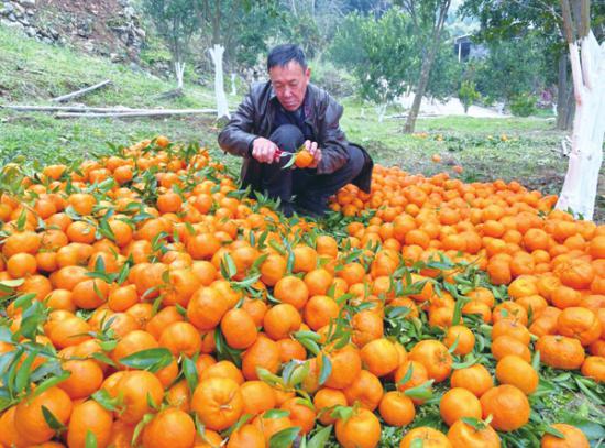 村民采摘柑橘。通讯员 余雨芳 摄