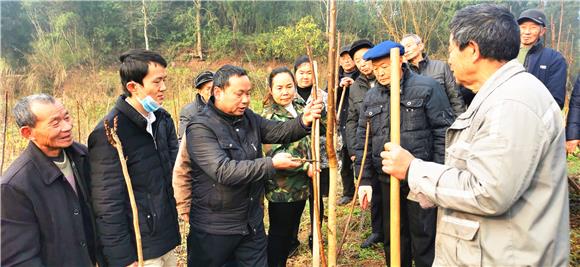 农技人员示范修剪椿芽树。特约通讯员 赵武强 摄