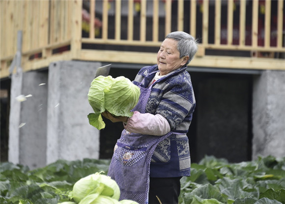 菜农采摘蔬菜。通讯员 黄河 供图