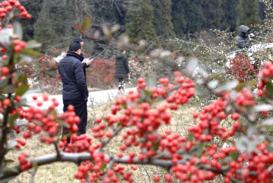 游客在拍摄火棘果。通讯员 李诗素 摄