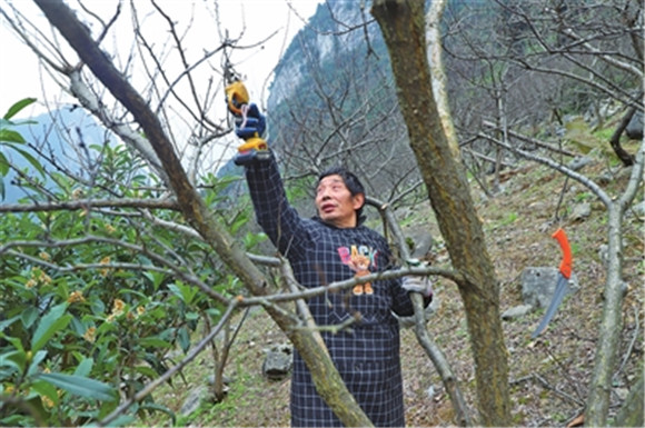 果农正在给李子树修枝整形。通讯员 徐爱荣 王佳杰 供图