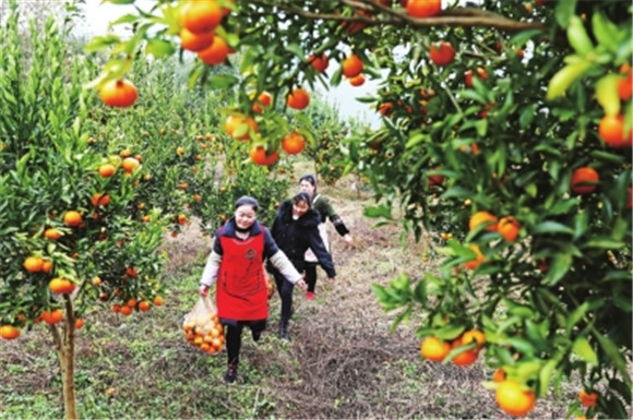 成熟的柑橘挂满树枝。通讯员 赵勇 摄