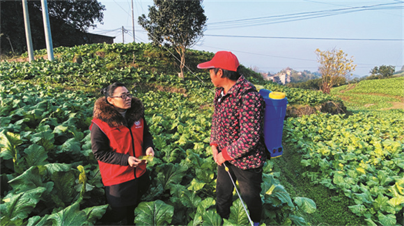 李小梅（左）指导村民管护榨菜。通讯员 陈芷琦 供图_副本