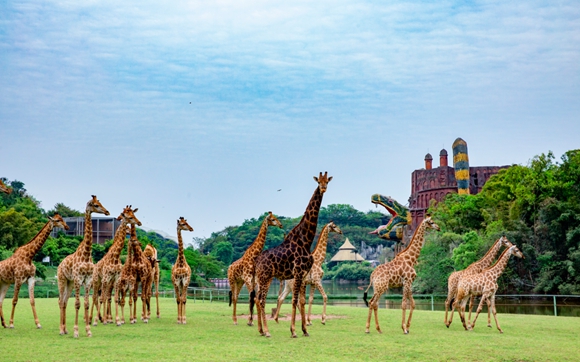 高大长颈鹿将和游客温和互动。重庆乐和乐都景区供图