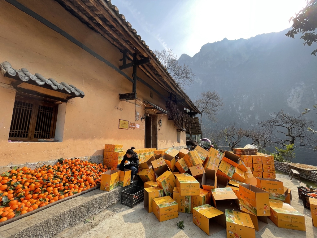 下庄村村民正在将脐橙装箱。受访者供图 华龙网-新重庆客户端 发
