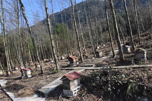 蛟鱼村打造的中蜂养殖基地。特约通讯员 隆太良 摄