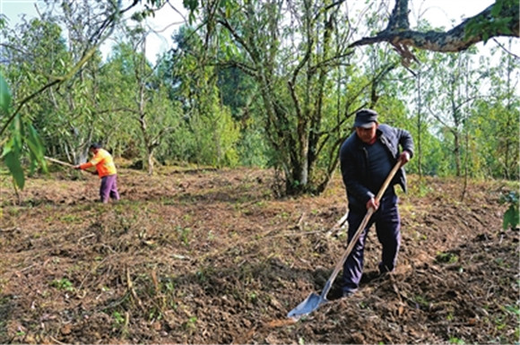 近日，铁门老鹰茶古树基地，工人在开挖排水沟。通讯员 石楚园 摄