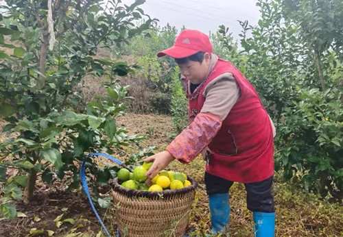 务工村民在采摘柠檬。通讯员 文雯 摄。