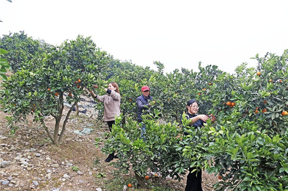 市民在柑橘园里采摘柑橘。通讯员 黄盛 摄