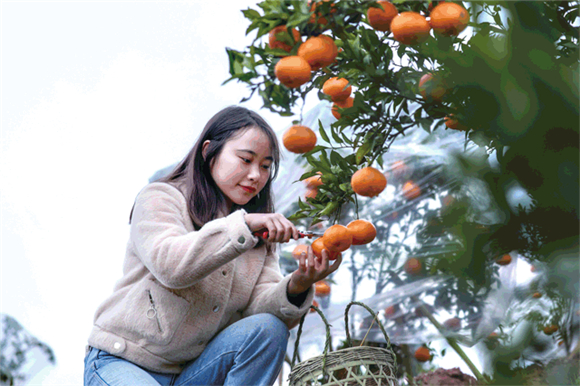 2近日，文化镇齐发村，游客在采摘柑橘。通讯员 熊伟 摄