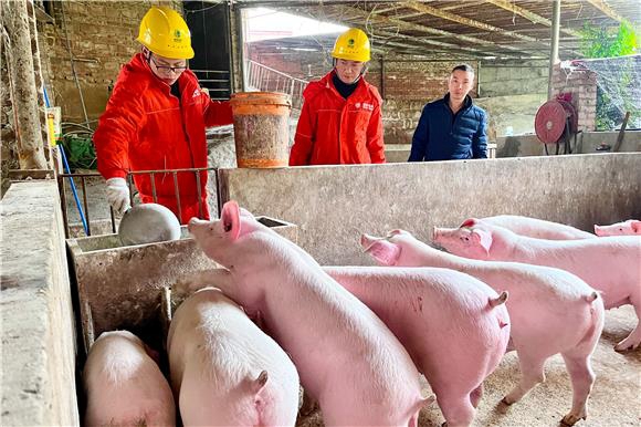 电网员工和养殖户一起投喂生猪。通讯员 蒋艳军 摄
