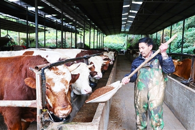 肉牛养殖基地托起村民增收梦。通讯员 赵军 杨忠明 供图