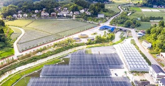 南川区已建成蓝莓特色产业基地4000亩。 通讯员 甘昊旻 摄