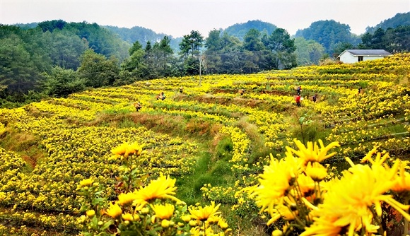 东湖村菊花基地。黎香湖镇供图 华龙网发 东湖村菊花基地。黎香湖镇供图 华龙网发