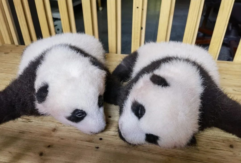 重庆动物园大熊猫双胞胎兄妹。受访单位供图