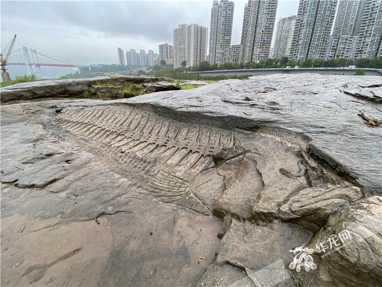 The fish carved on stones on the river bank of Nanbin Road.
