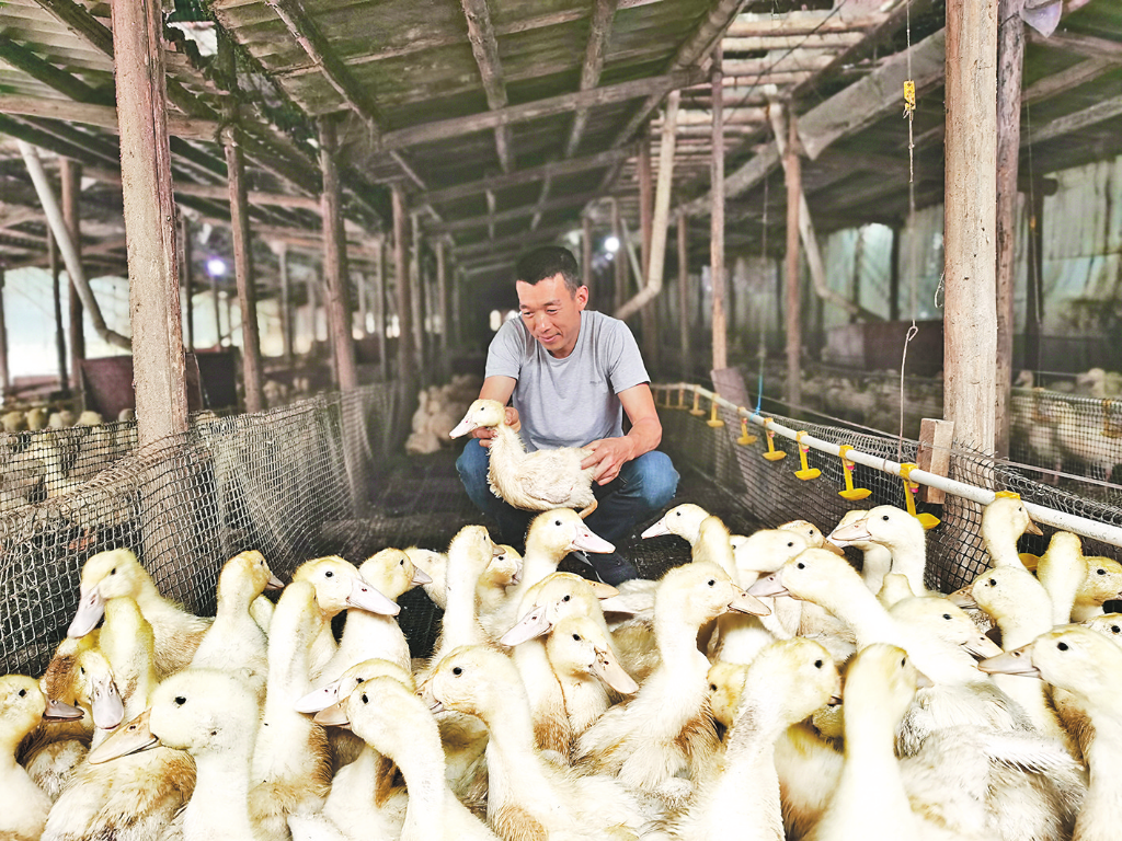 吴家镇玉峰村养殖大户江红修建了5000亩鸭场，年出栏肉鸭可达40万只。
