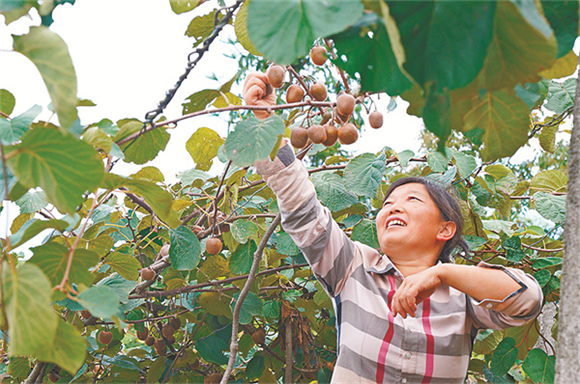 果农们摘成熟的果实。记者 李林 摄