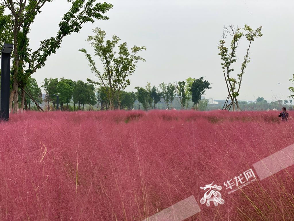 A sea of pink flowers in Fendaishan Park in Yuzui Town, Liangjiang New Area.