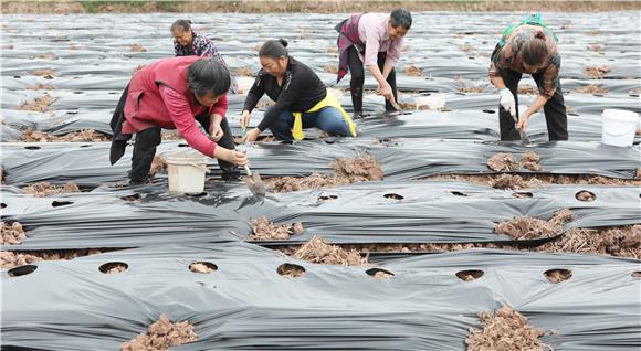务工人员在田地里播撒胡豆种子。通讯员  陈仕川 摄