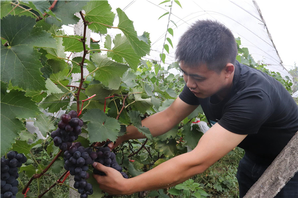 Picking grapes. (Photographed by Li Xinyu and Wang Yueyuan)