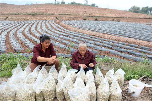 务工人员仔细清点胡豆种子。通讯员 陈仕川 摄