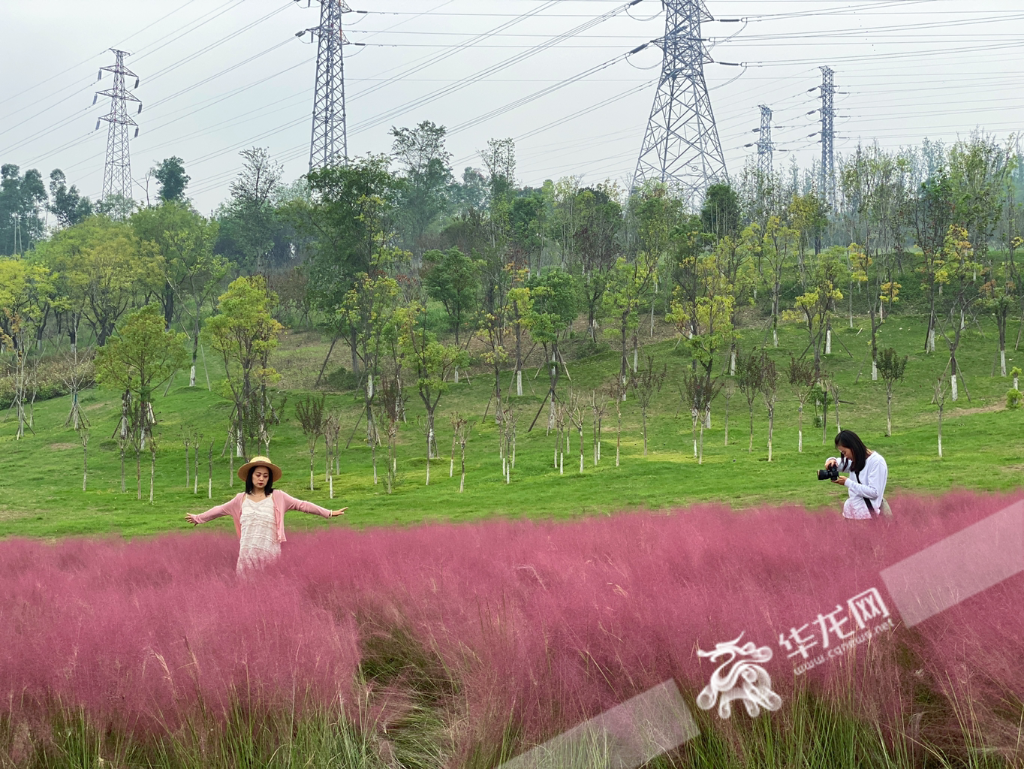 The sea of pink flowers blends in well with the green vegetation, presenting a unique scene.