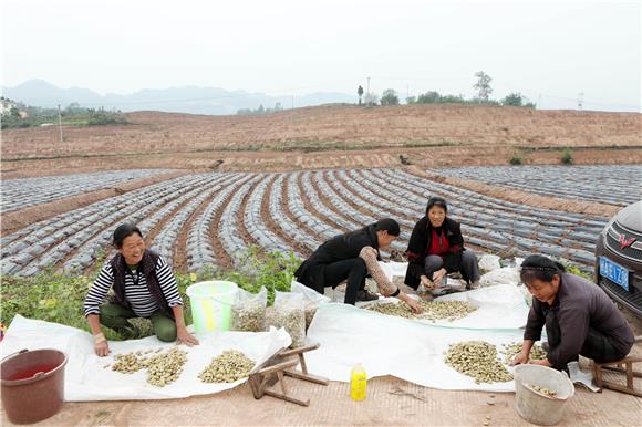 务工人员认真挑选胡豆种子。通讯员 陈仕川 摄