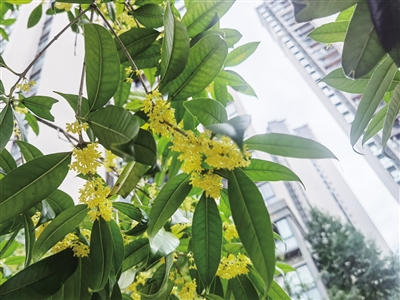 The osmanthus flowers give forth sweet smell. (Photographed by Zhou Qingsong, Ran Jiangling, and Zhang Ying) 