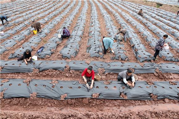 务工人员在田地里播撒胡豆种子。通讯员  陈仕川  摄