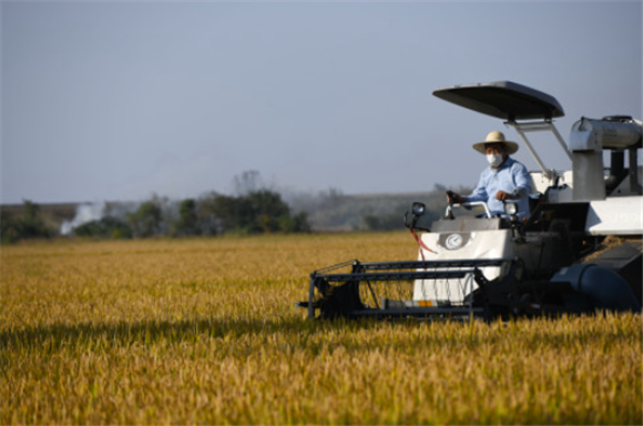 在安徽省巢湖市槐林镇，农机手操作收割机在田间收割水稻。新华社记者 张端 摄
