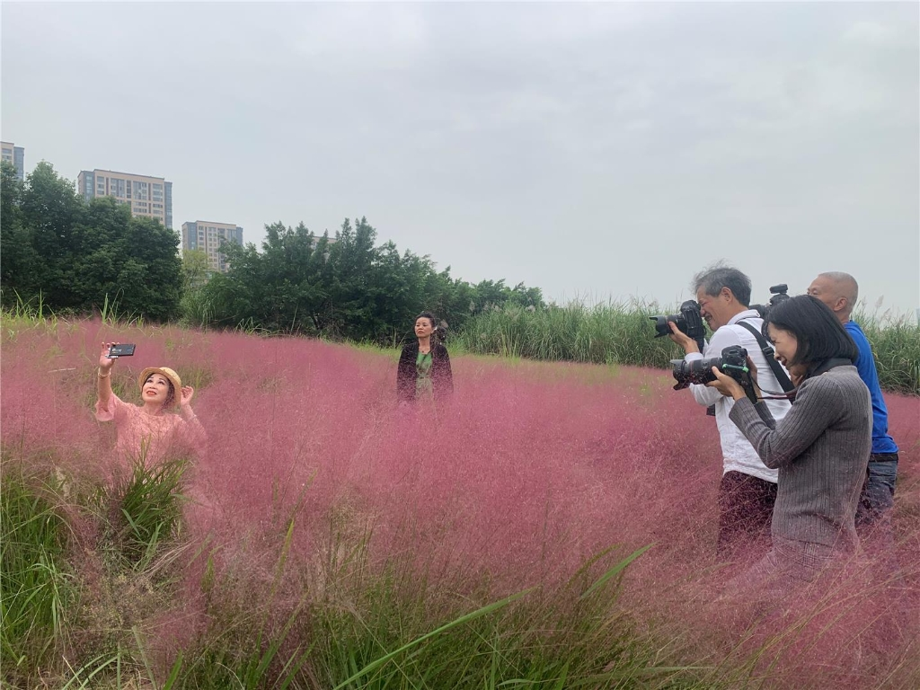 Tourists were taking pictures in the sea of pink flowers. (Photographed by Peng Yi)