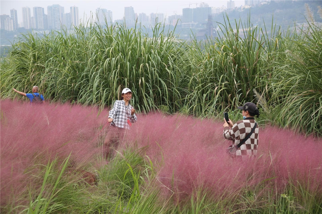 The peak flowering season of pink muhly grass has arrived. (Photographed by Peng Yi)