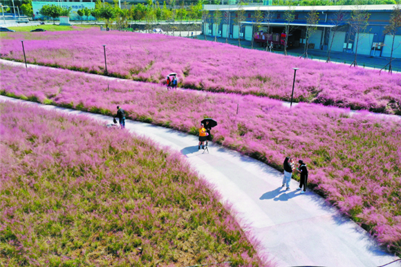 重庆华南城“粉色花海”。记者 李攀 摄