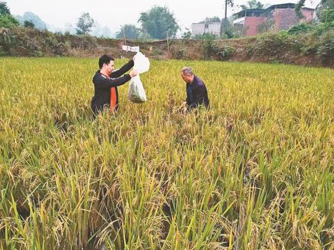农技人员正在采集再生稻测试样本。石蟆镇供图