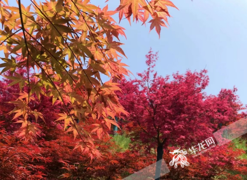 南湖多彩植物园红枫
