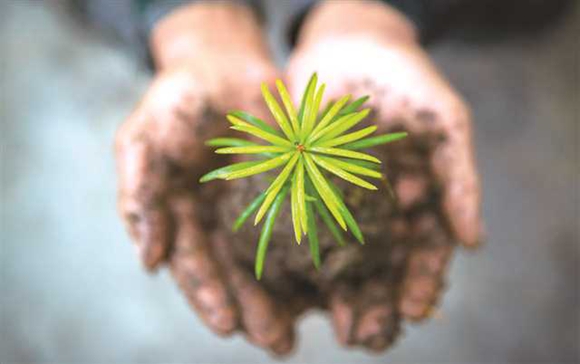 培育国家一级保护植物—银杉