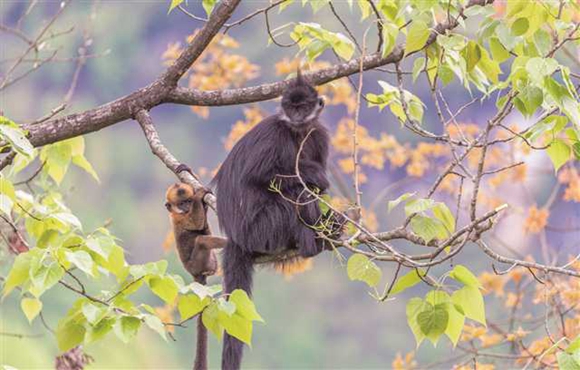 国家一级保护动物白颊黑叶猴在金佛山东麓天山坪栖居