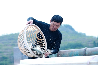 社员正在捕捞稻花鱼。记者 赵军  聂治彬 摄