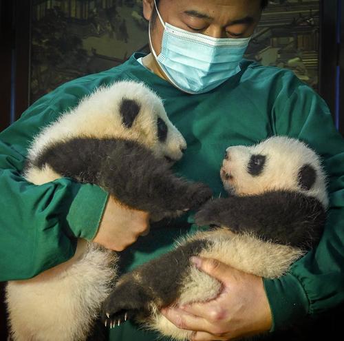重庆动物园新生大熊猫双胞胎今日“亮相”1