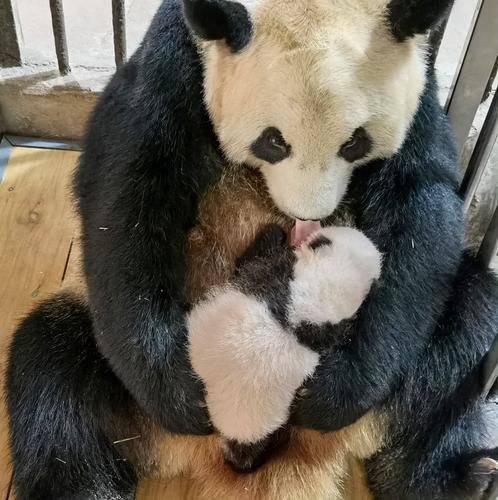 重庆动物园新生大熊猫双胞胎今日“亮相”2