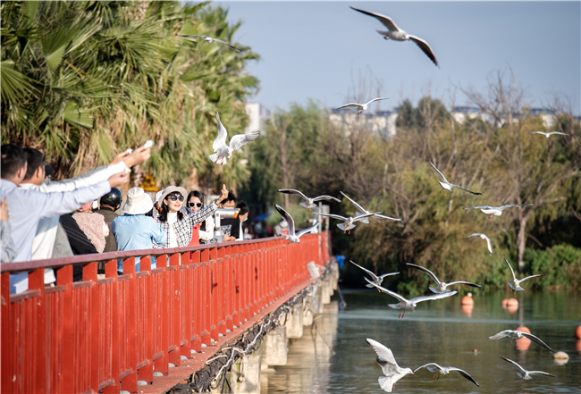 市民在滇池畔投喂红嘴鸥。新华社记者 王冠森 摄