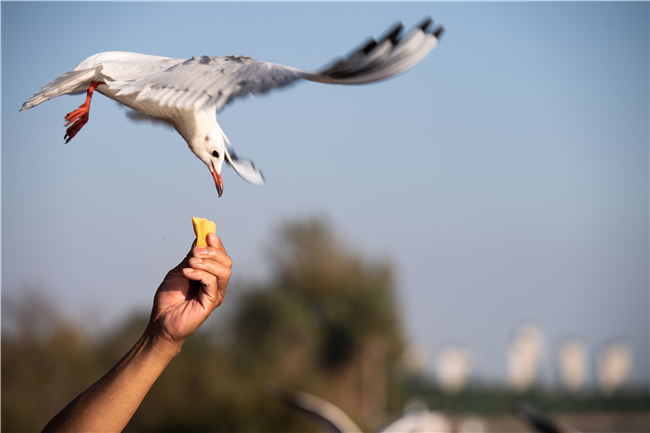 市民在滇池畔投喂红嘴鸥。新华社记者 王冠森 摄