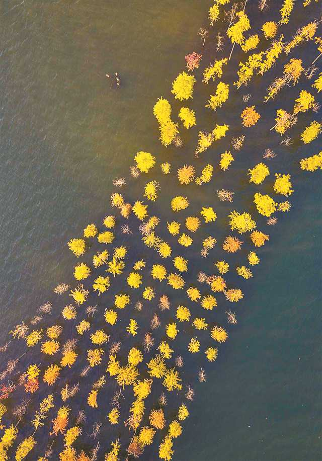 Rows of water-tolerant colored-leaf trees are planted along the north shore of Hanfeng Lake in Kaizhou. (Photographed by Ye Juan / Visual Chongqing)